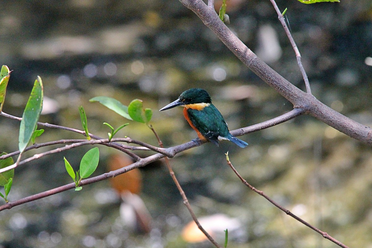 American Pygmy Kingfisher - Anonymous