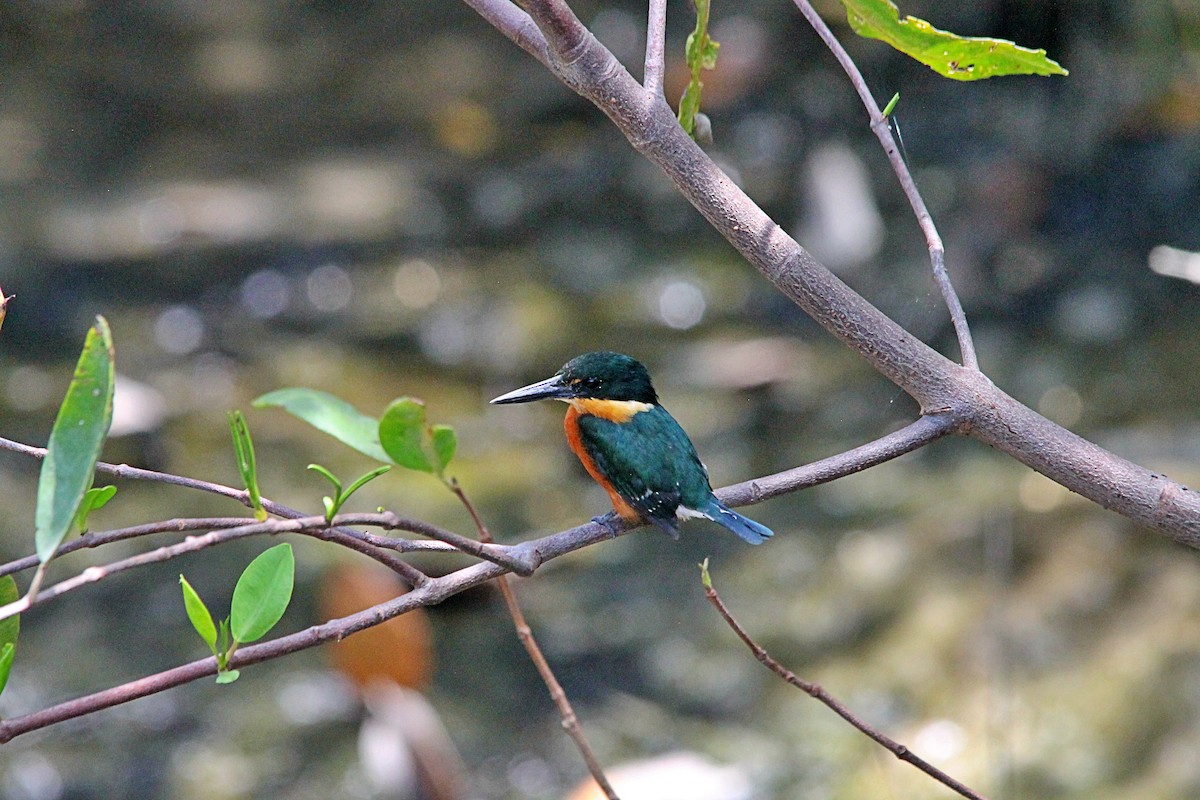 American Pygmy Kingfisher - Anonymous