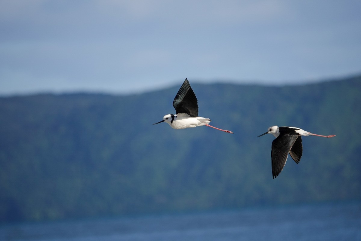 Pied Stilt - Alfie Benbow