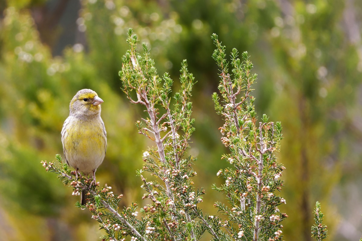 Island Canary - Avihu Nussbaum