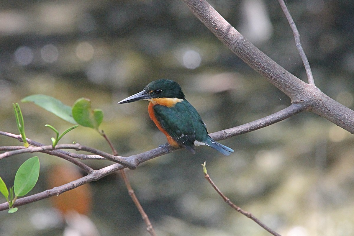 American Pygmy Kingfisher - Anonymous