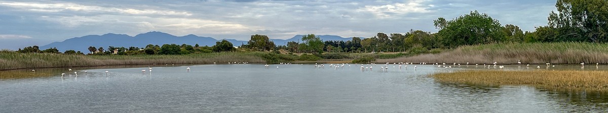 Greater Flamingo - ML619665248