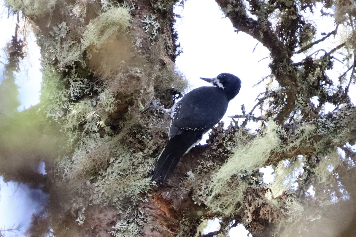 Black-backed Woodpecker - Liam Messier