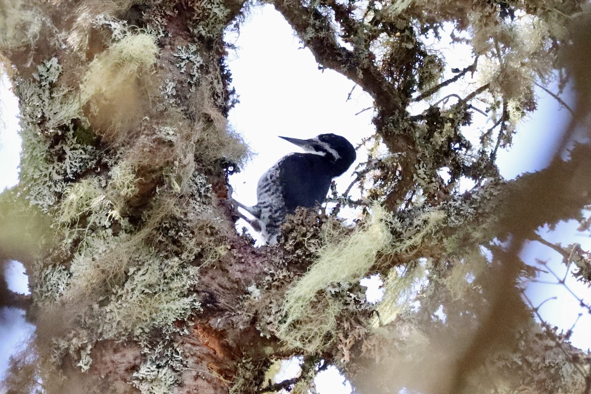 Black-backed Woodpecker - Liam Messier