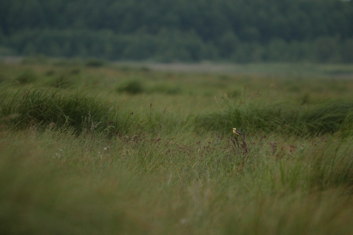 Citrine Wagtail - Lars Redetzke