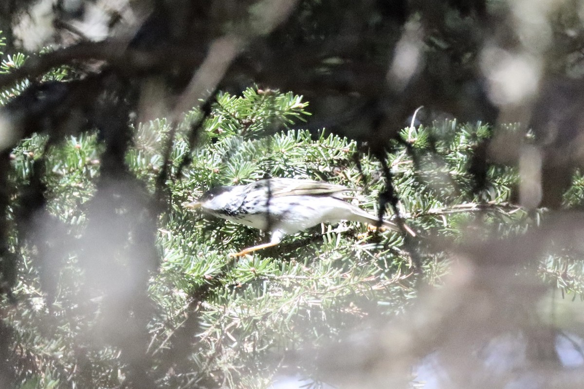 Blackpoll Warbler - Liam Messier