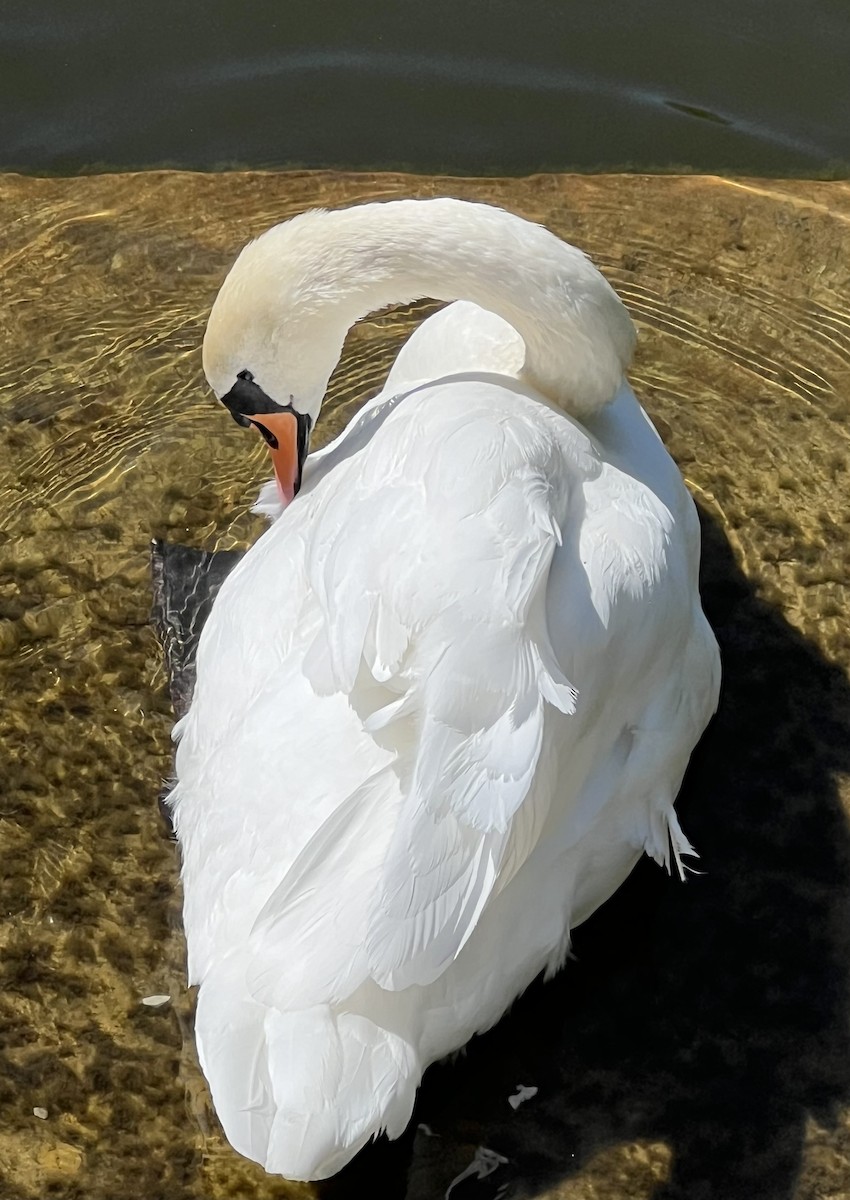 Mute Swan - Jeffrey Blalock