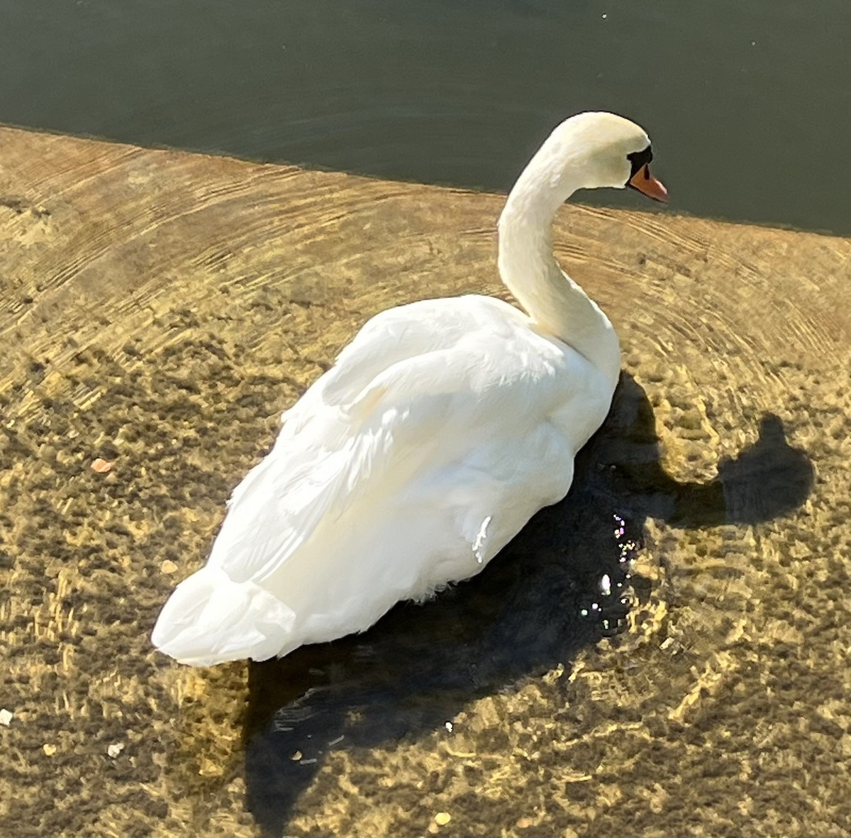 Mute Swan - Jeffrey Blalock