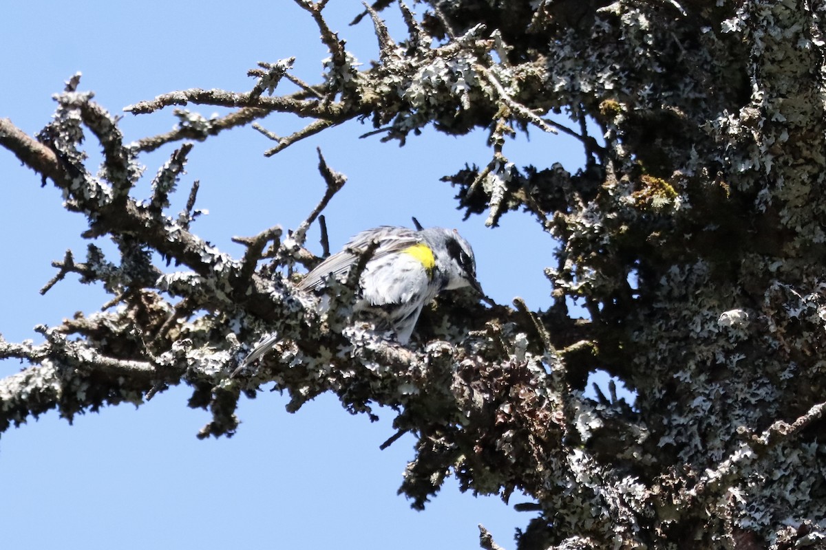 Yellow-rumped Warbler - ML619665265