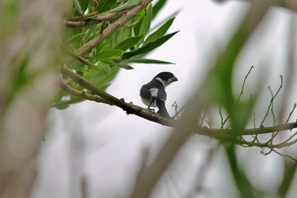 Variable Seedeater - Anonymous