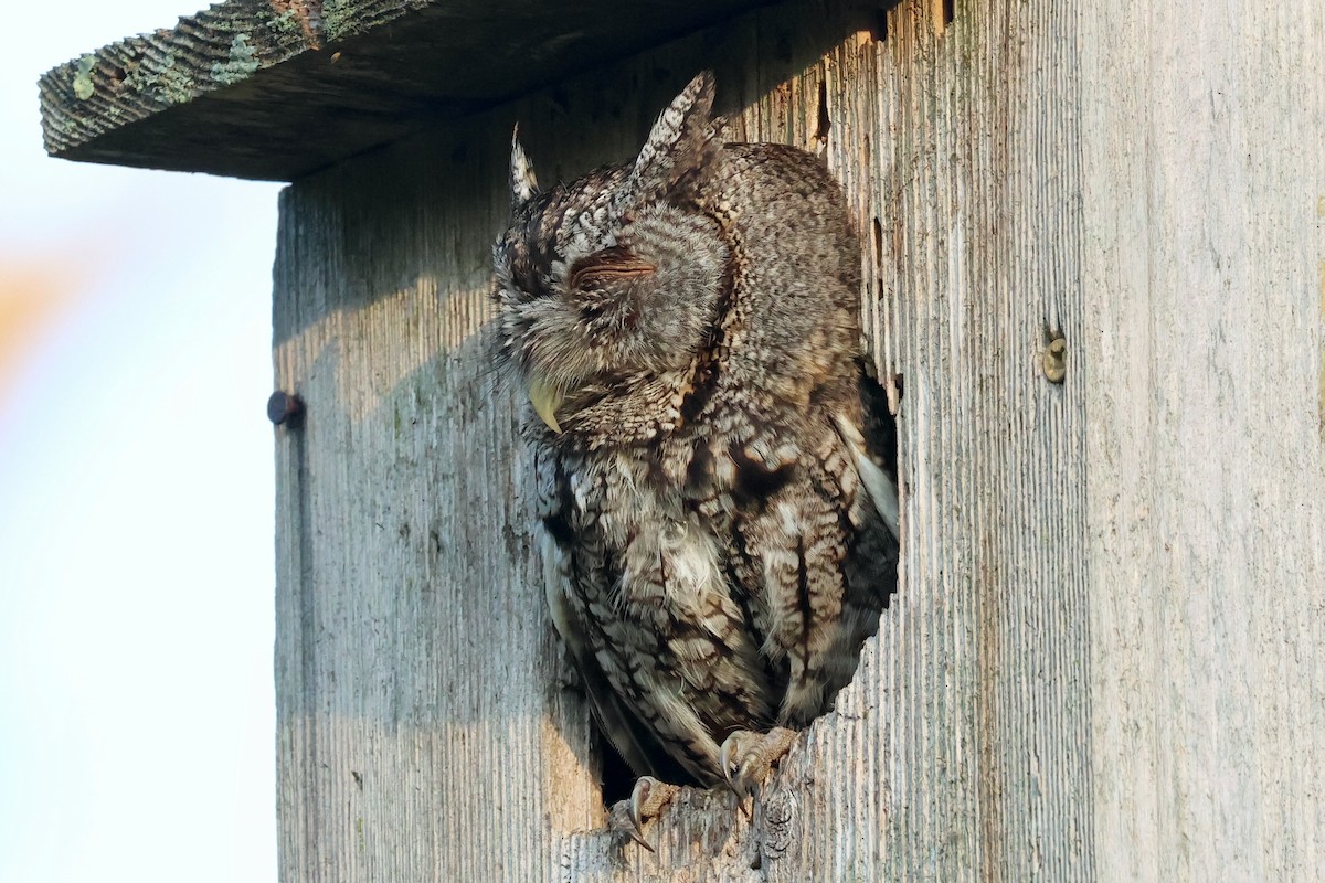 Eastern Screech-Owl - Mark Gorday