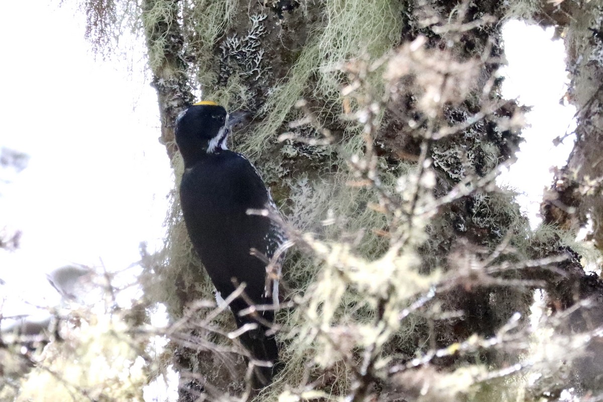 Black-backed Woodpecker - Liam Messier