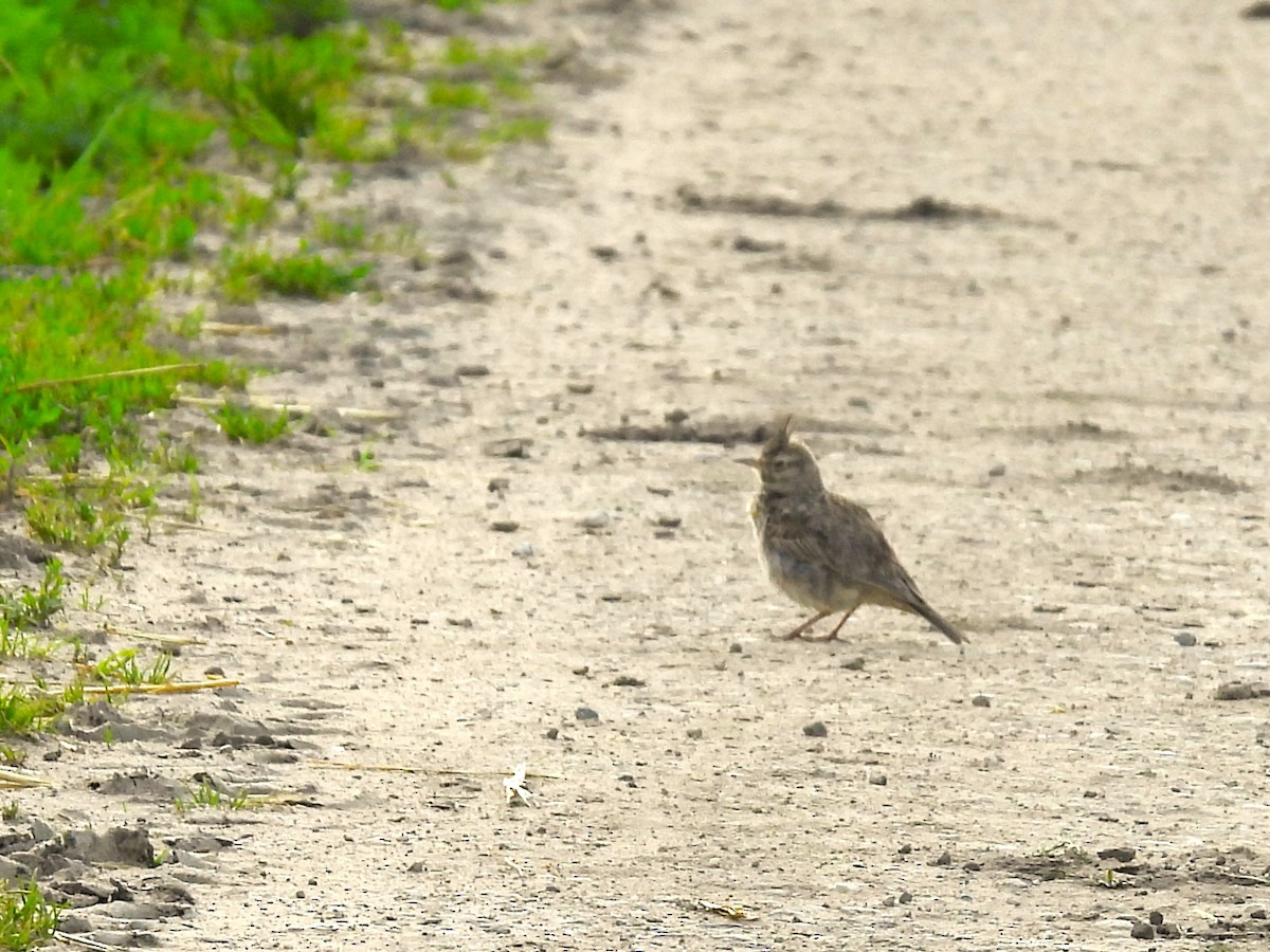 Crested Lark - Tanja Britton