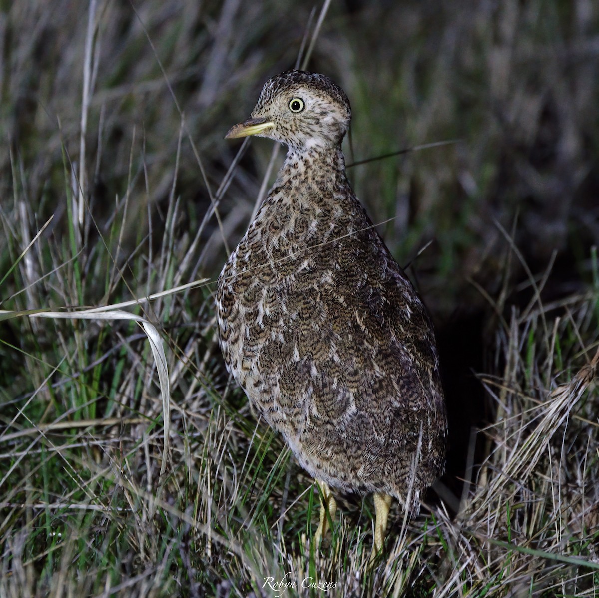 Plains-wanderer - Robyn Cuzens