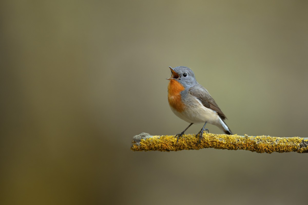 Red-breasted Flycatcher - Simon Edel