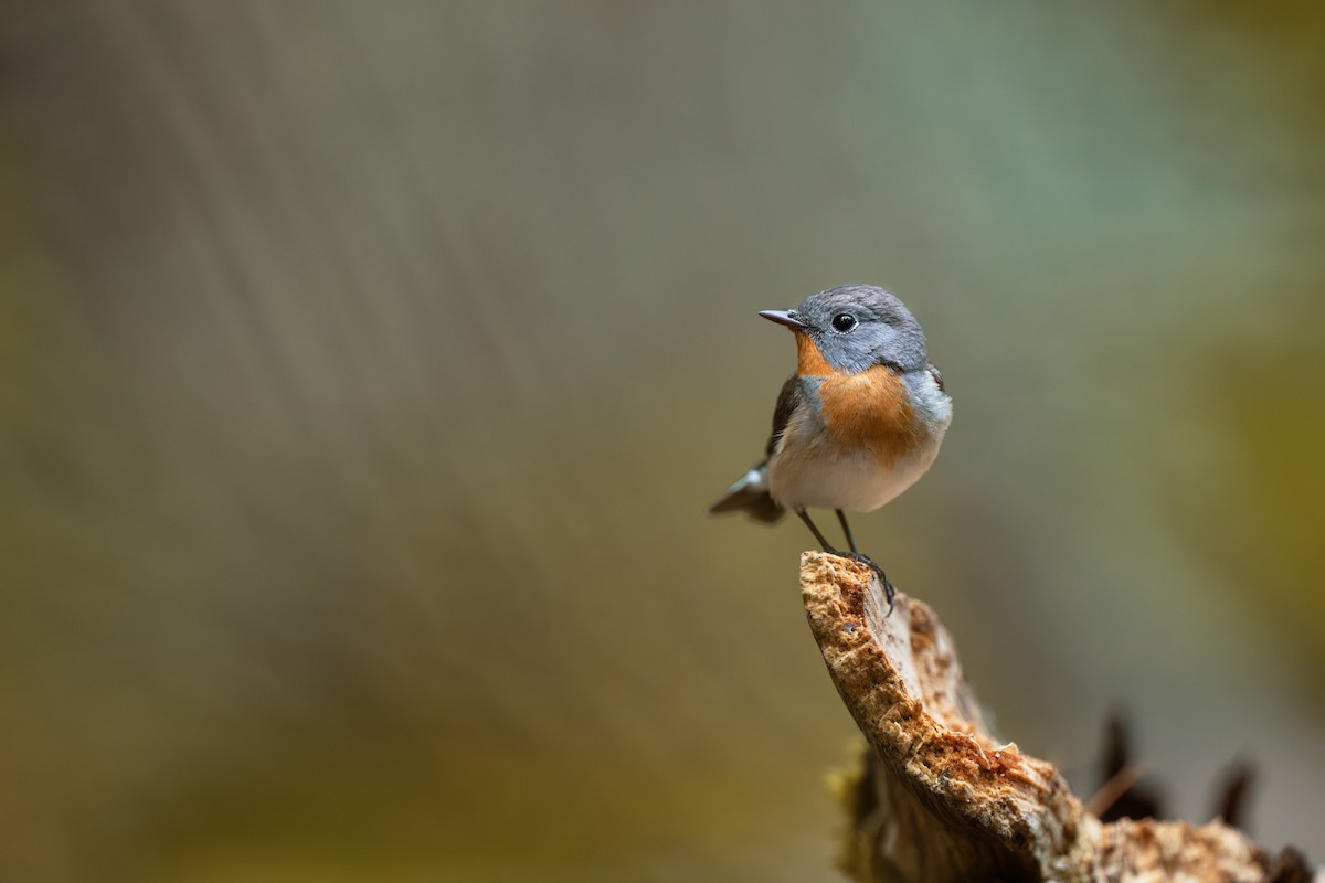 Red-breasted Flycatcher - Simon Edel