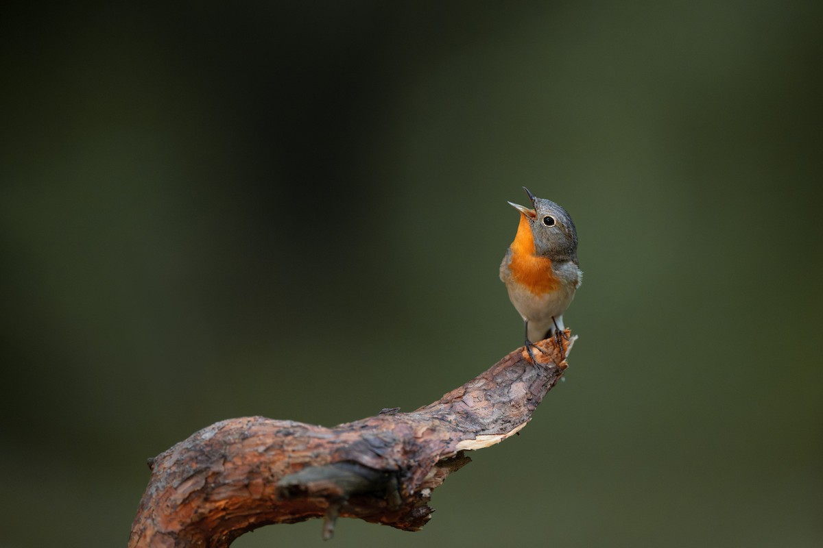 Red-breasted Flycatcher - ML619665314