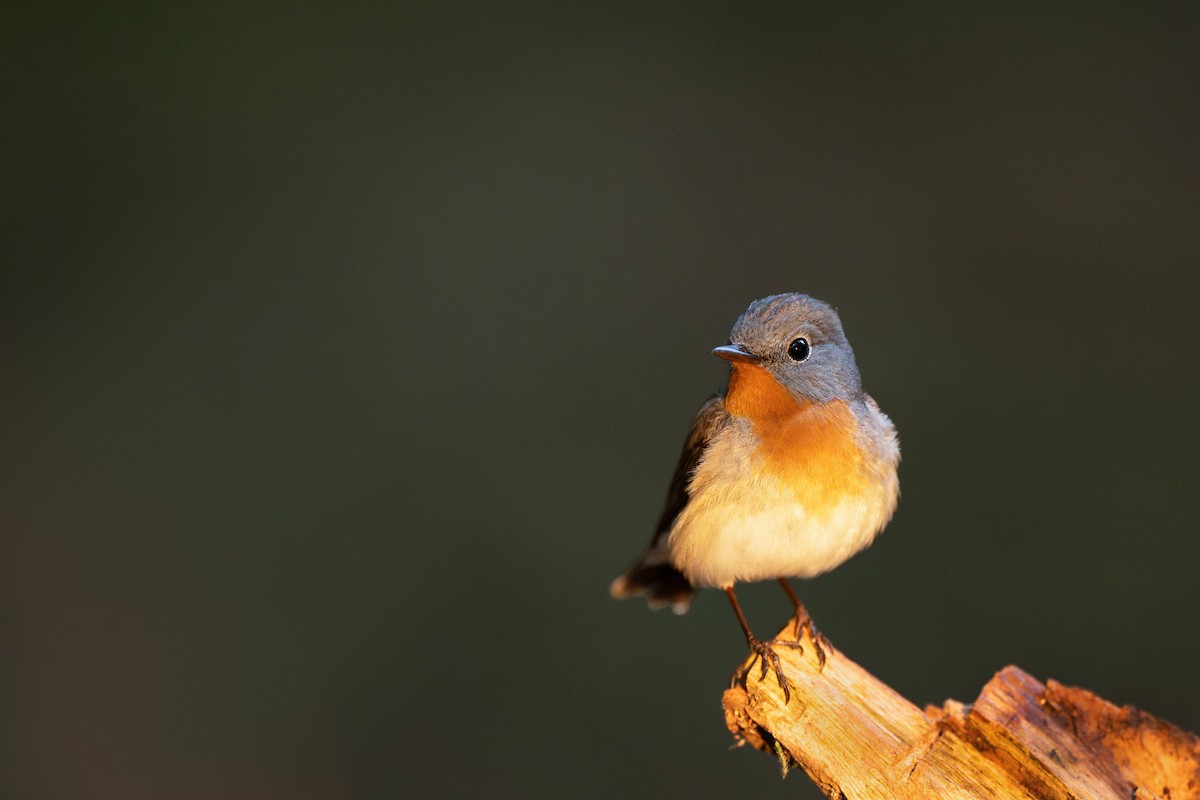 Red-breasted Flycatcher - Simon Edel