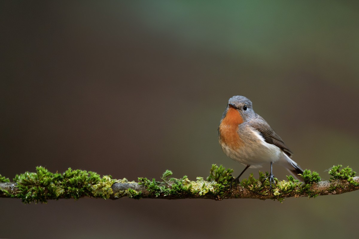 Red-breasted Flycatcher - Simon Edel