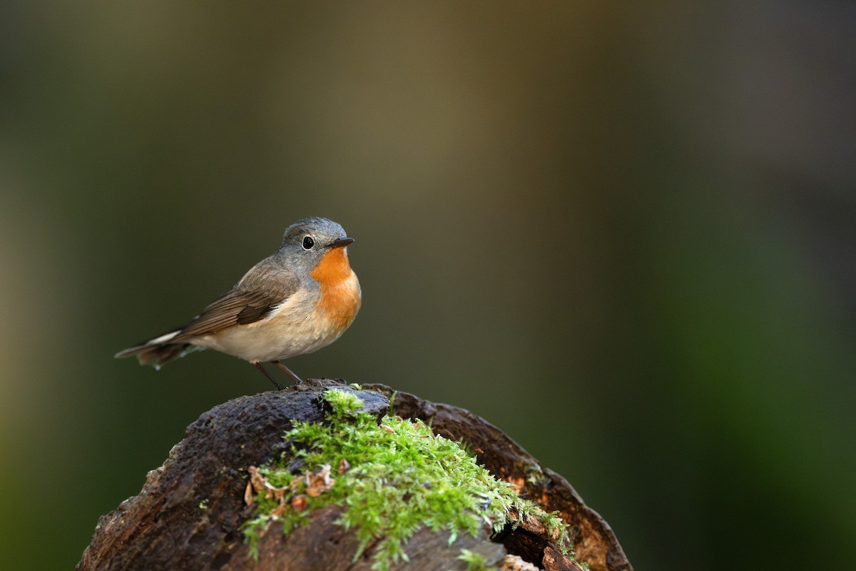 Red-breasted Flycatcher - Simon Edel