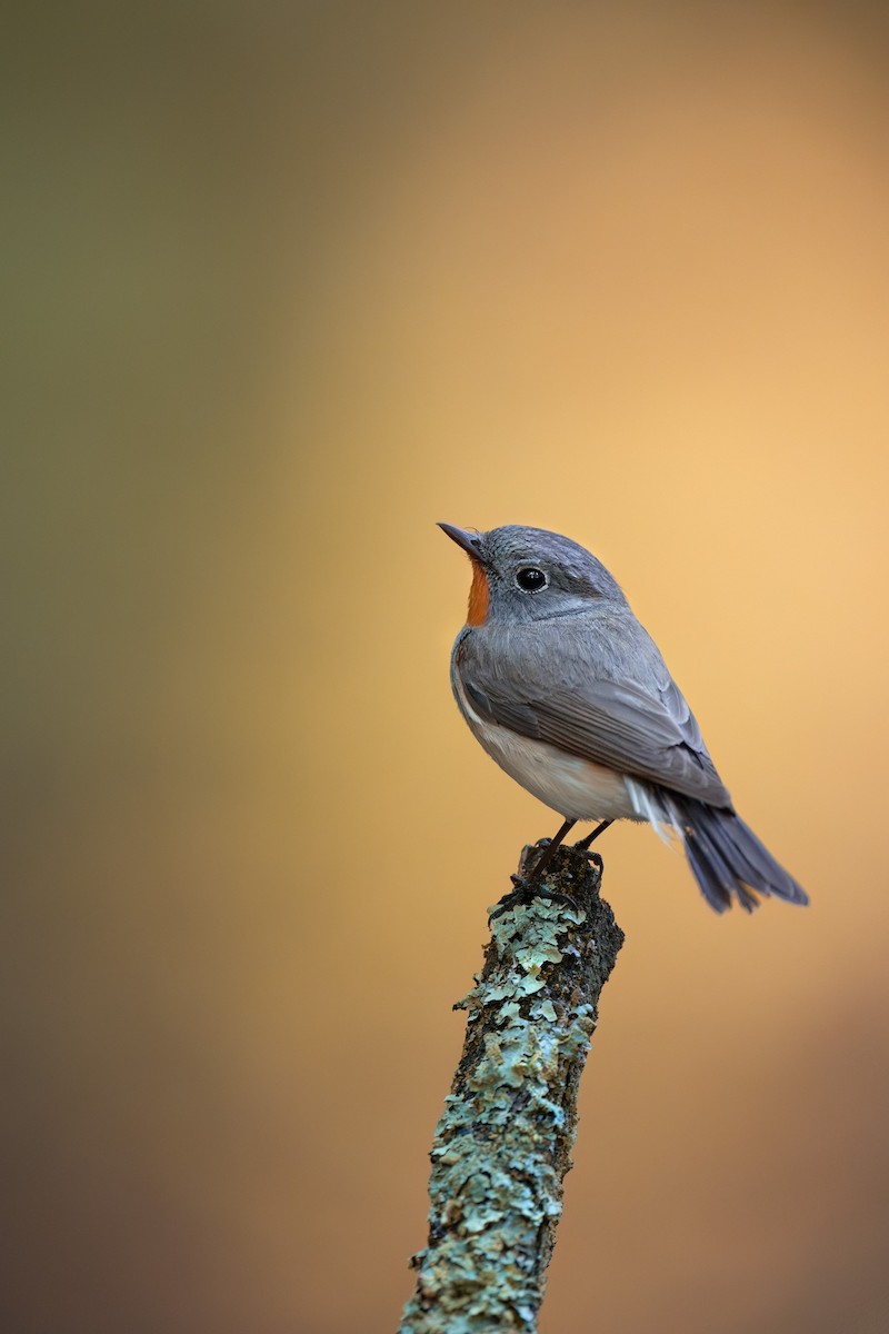 Red-breasted Flycatcher - ML619665325