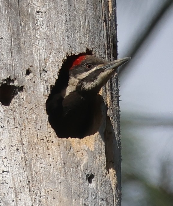 Pileated Woodpecker - Jim Parker