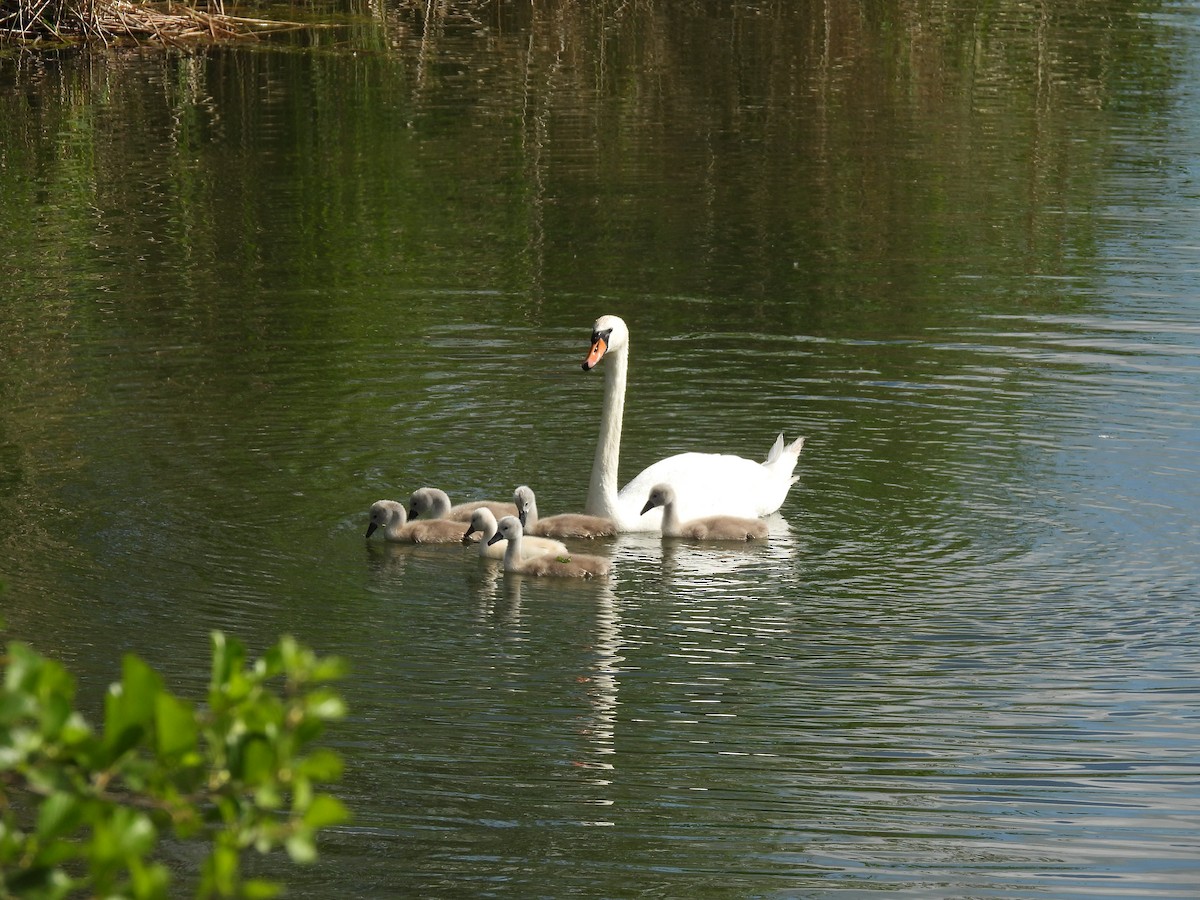 Mute Swan - ML619665327