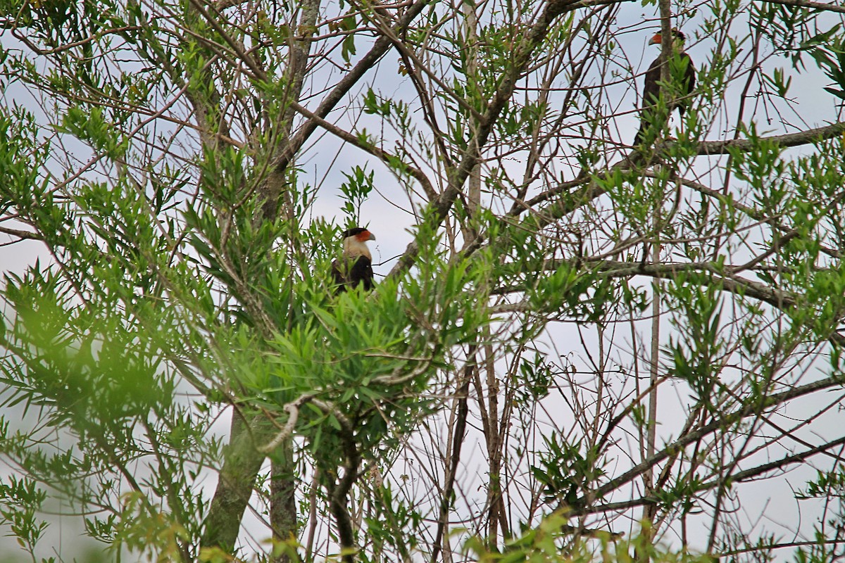 Crested Caracara - Anonymous