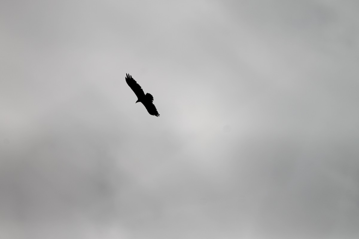 Black Vulture - Anonymous