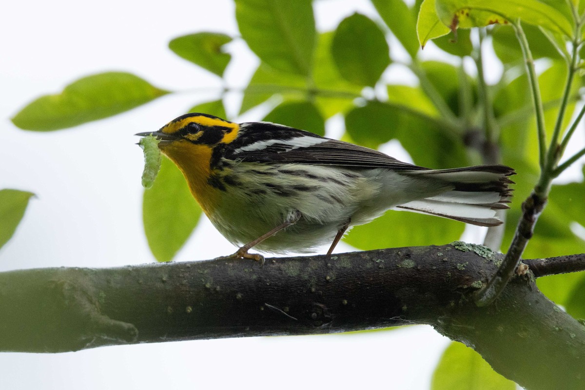 Blackburnian Warbler - Kees de Mooy