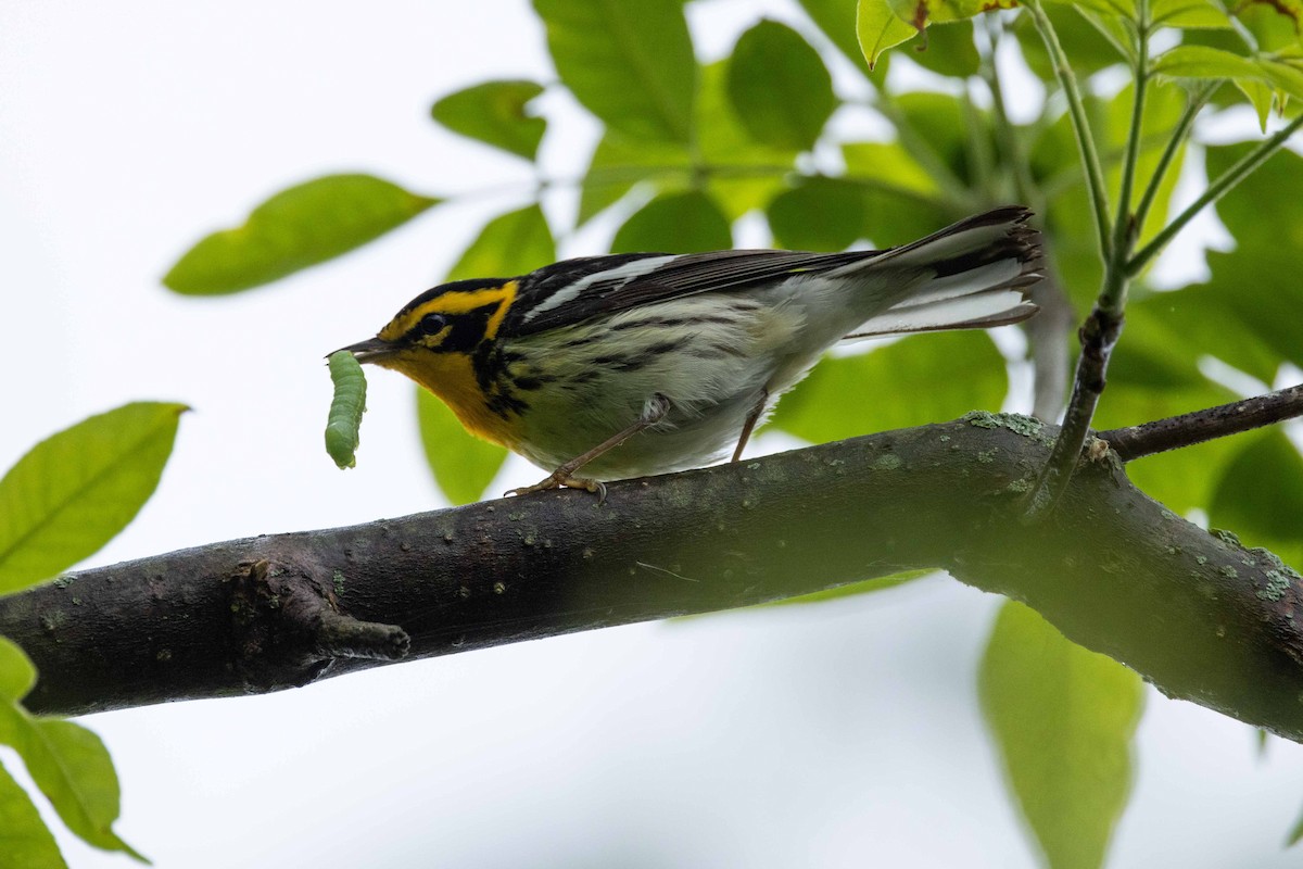 Blackburnian Warbler - Kees de Mooy