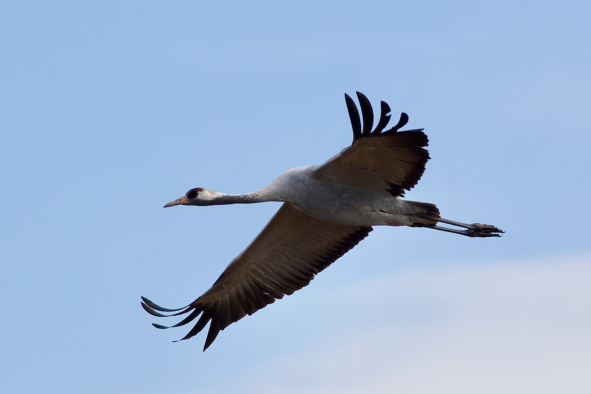 Common Crane - Clement Charenton