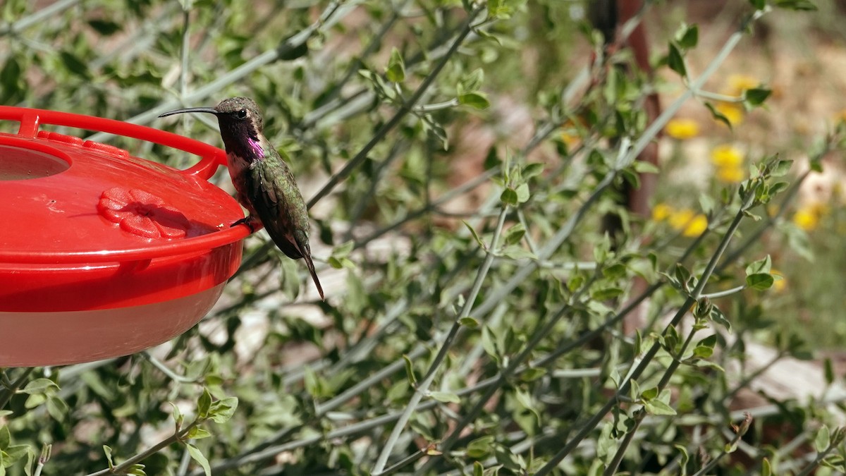 Lucifer Hummingbird - leo wexler-mann