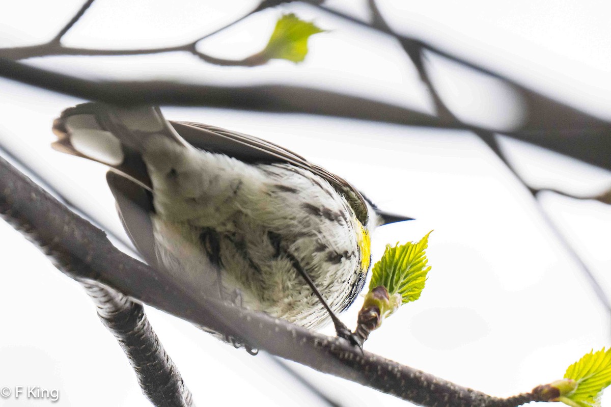 Yellow-rumped Warbler - Frank King