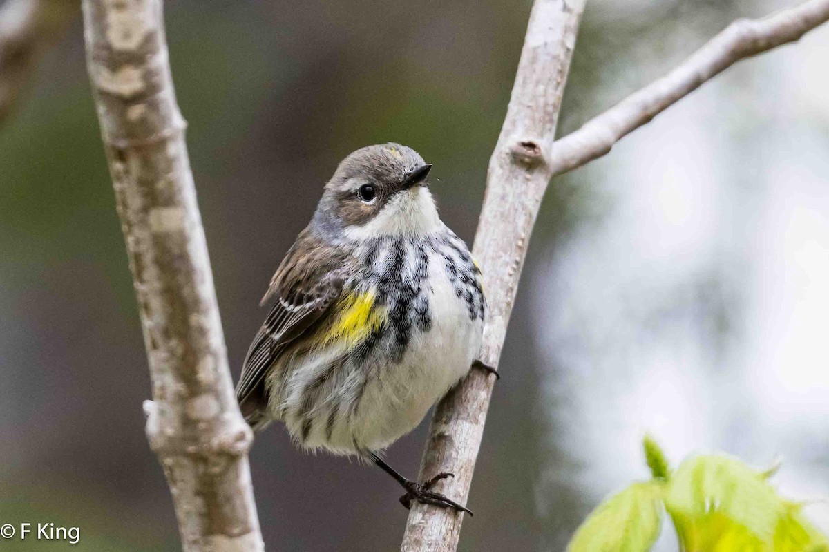 Yellow-rumped Warbler - Frank King