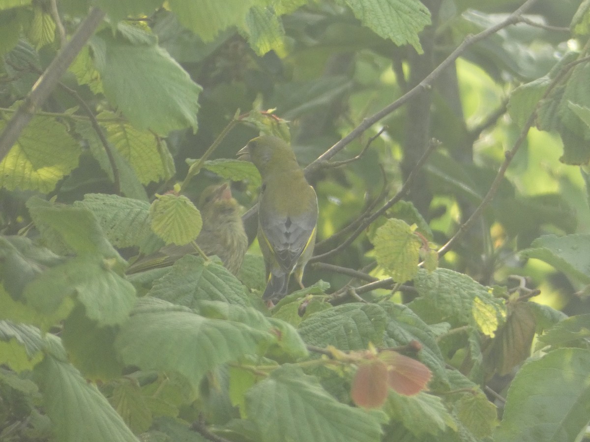 European Greenfinch - ML619665351