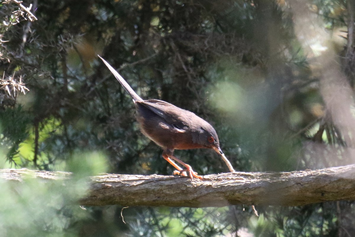 Dartford Warbler - Tom Ensom