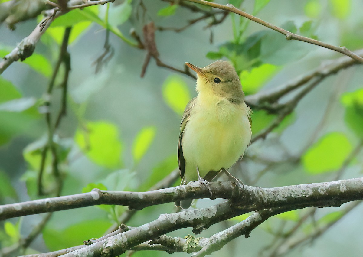 Icterine Warbler - Albert Noorlander