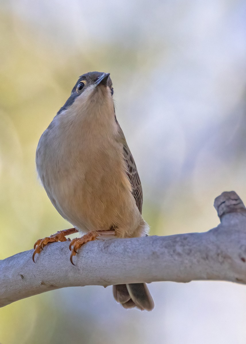 Brown-headed Honeyeater - ML619665382