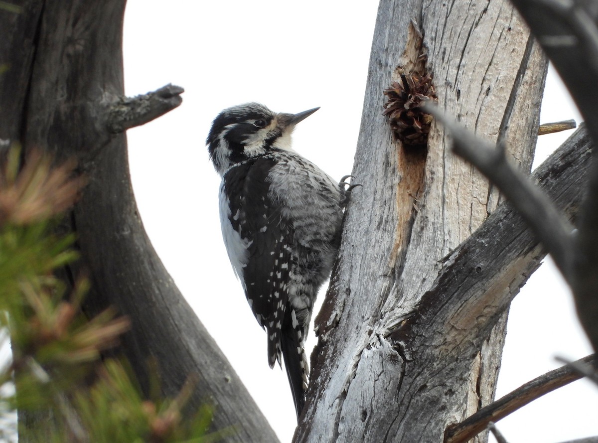 Eurasian Three-toed Woodpecker - ML619665386