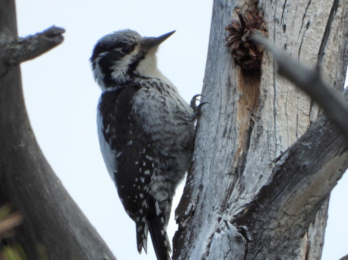 Eurasian Three-toed Woodpecker - Jon Iratzagorria Garay