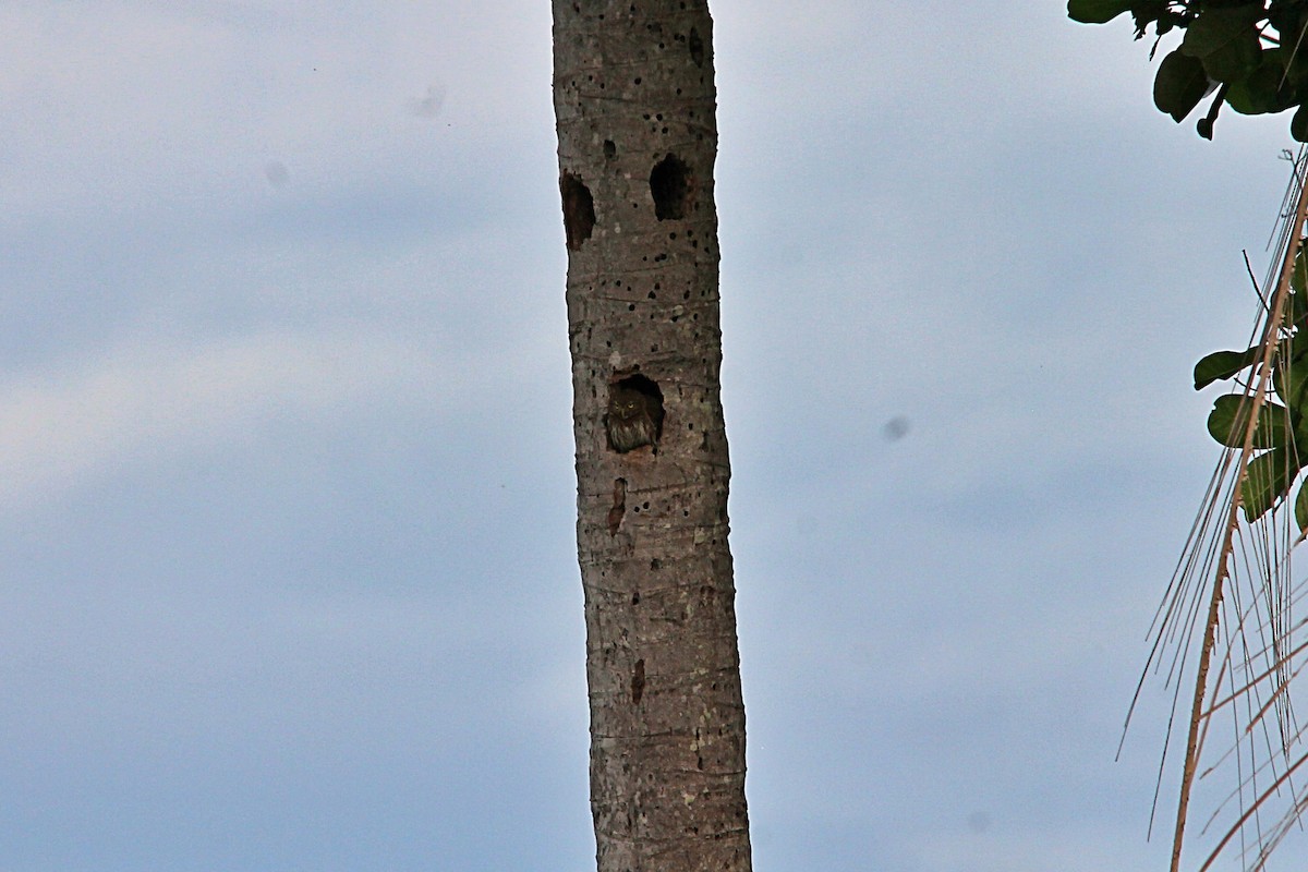 Ferruginous Pygmy-Owl (Ferruginous) - ML619665388