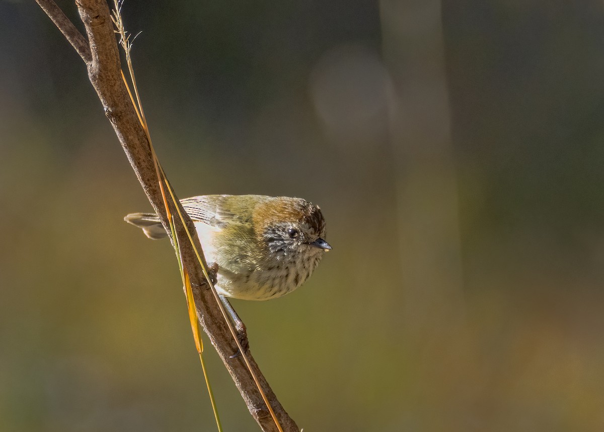 Striated Thornbill - ML619665390