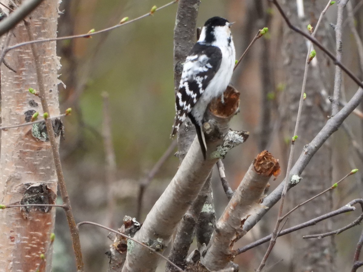 Lesser Spotted Woodpecker - ML619665394