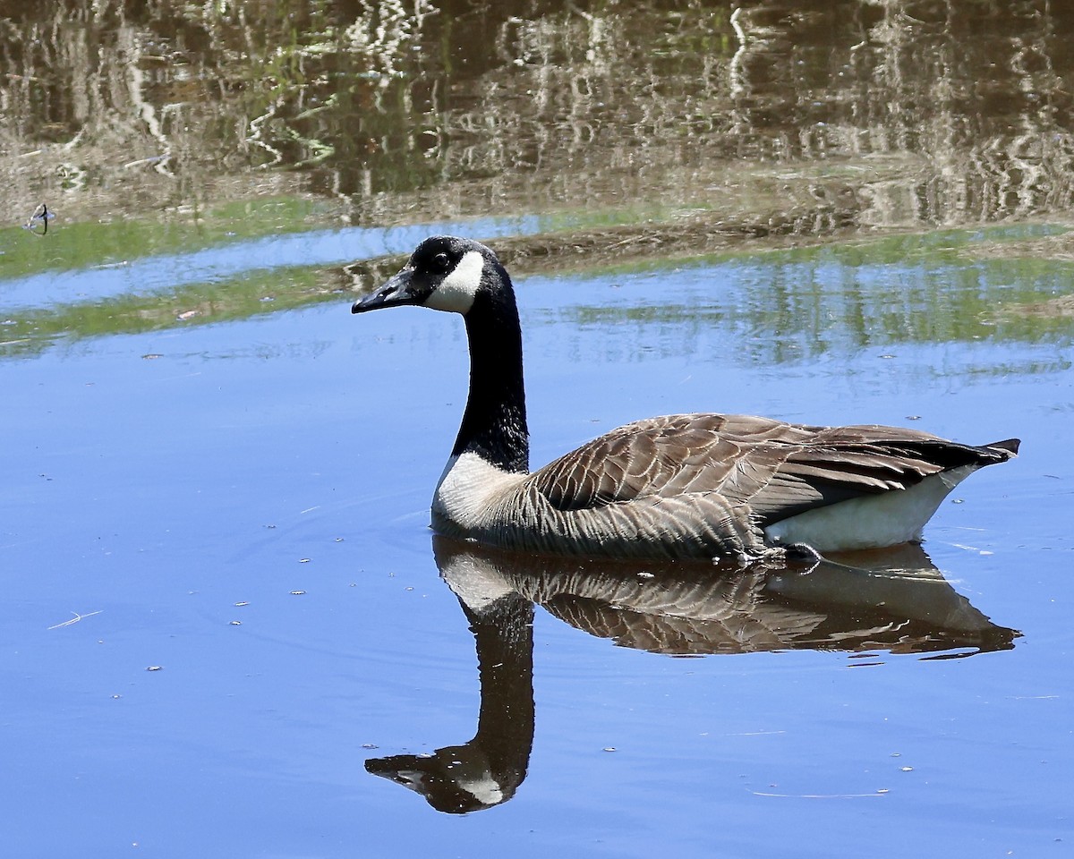 Canada Goose - Cate Hopkinson