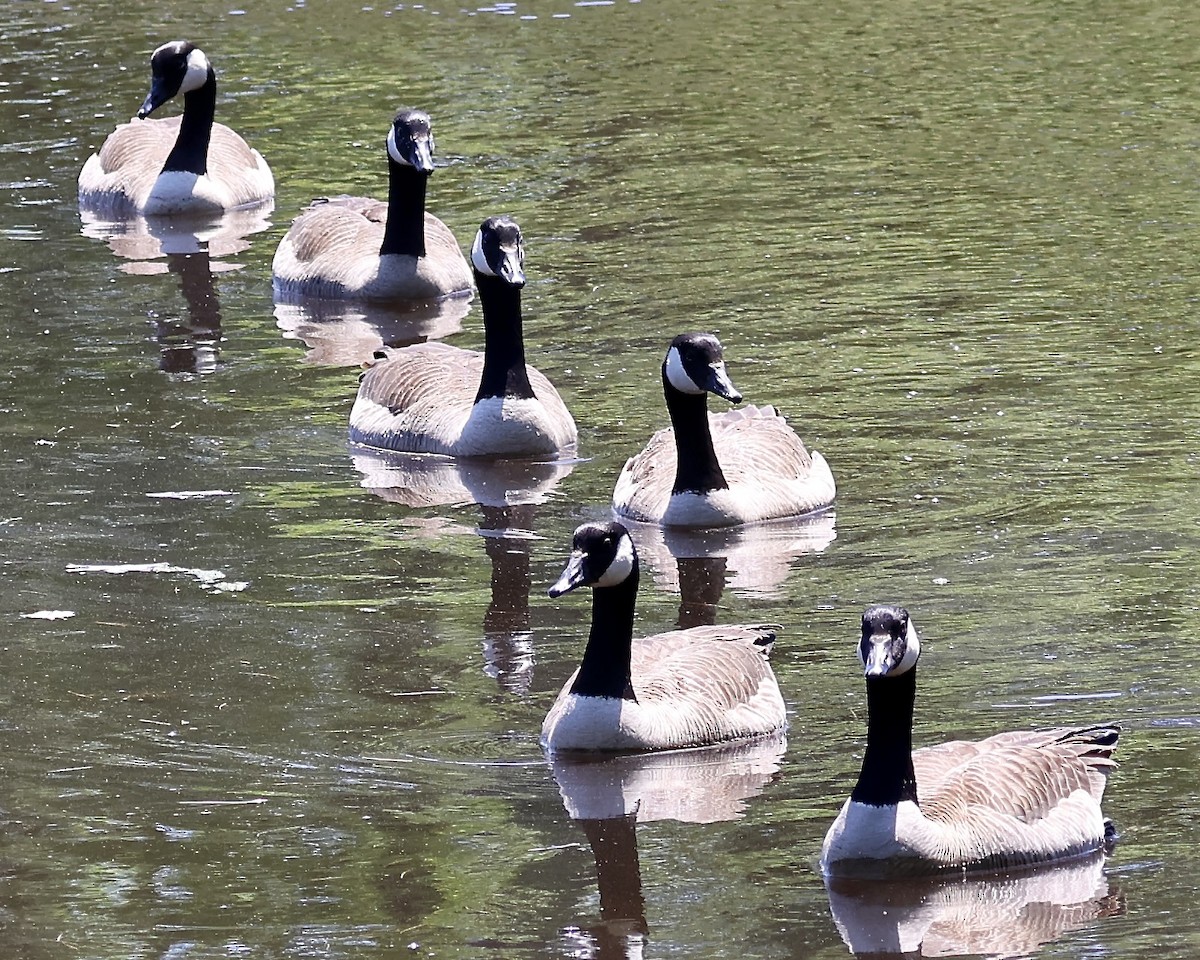 Canada Goose - Cate Hopkinson