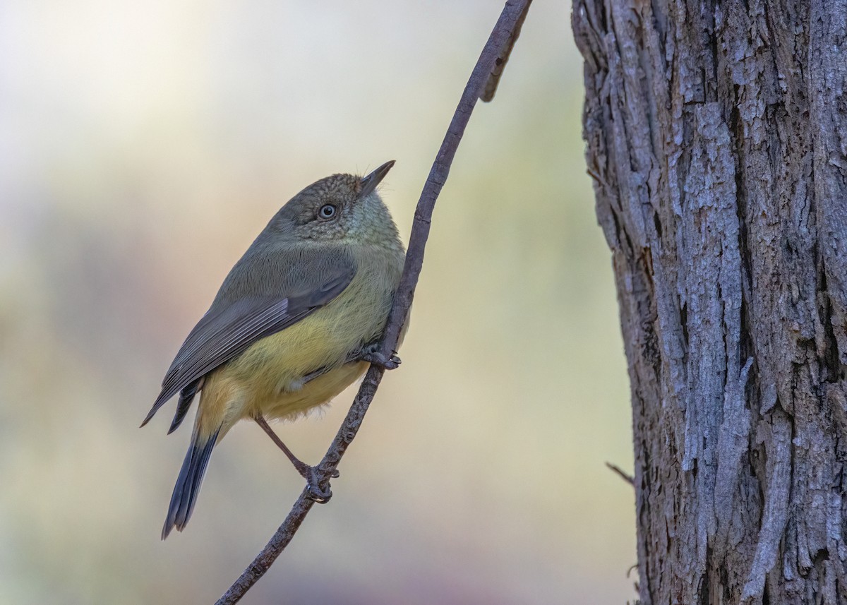 Buff-rumped Thornbill - ML619665400