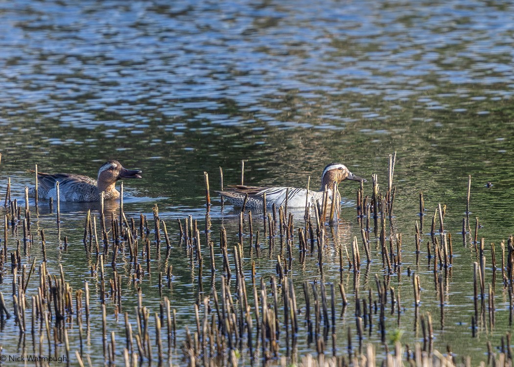 Garganey - ML619665403