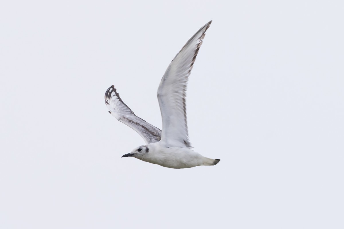 Bonaparte's Gull - Kees de Mooy