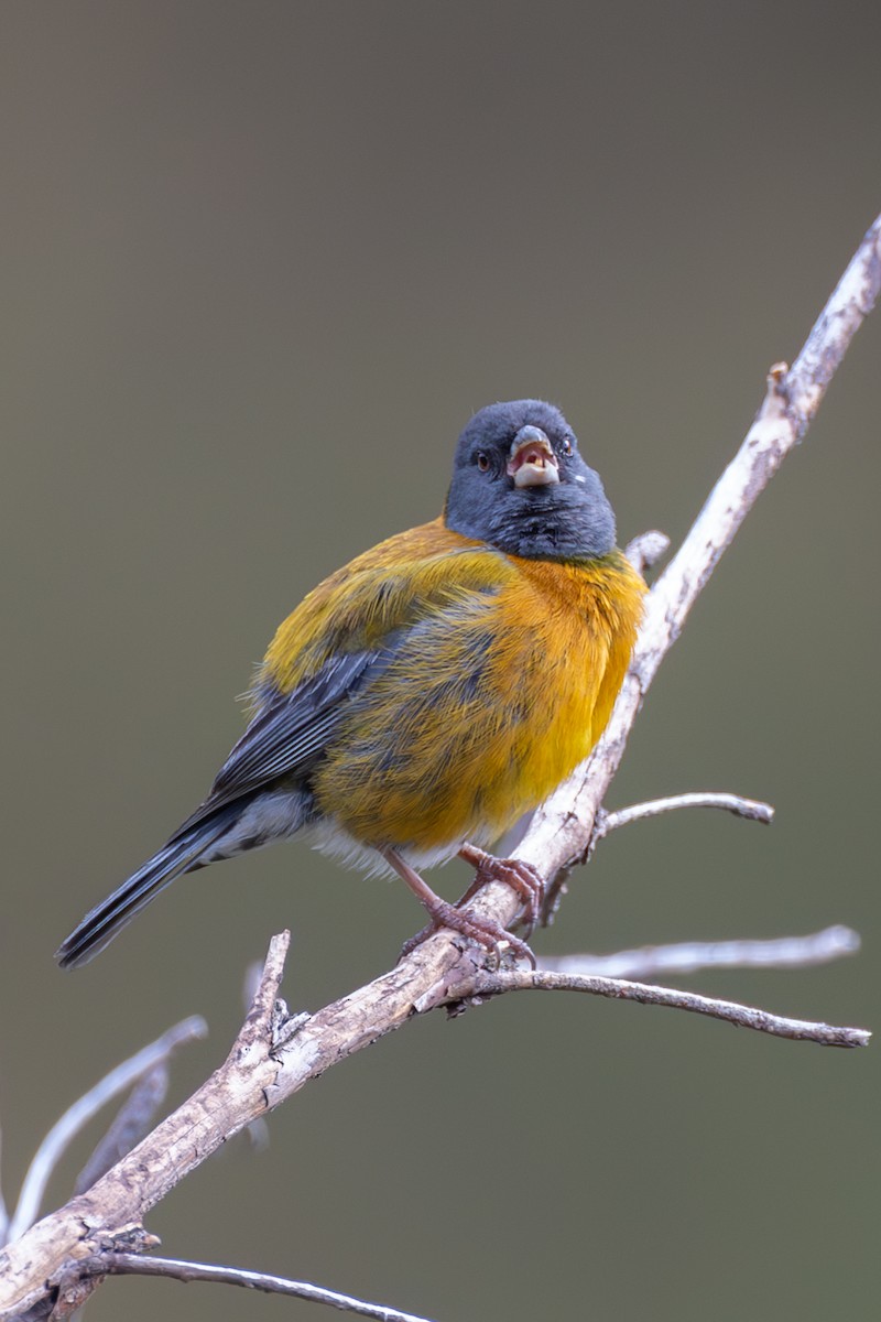 Peruvian Sierra Finch - Lutz Duerselen